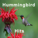 Hummingbird Hits Banner